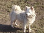 Belka