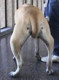 Pes postižený dysplazií kyčelního kloubu i patelární luxací