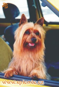 Nechci do hotelu, chci jet s vámi!