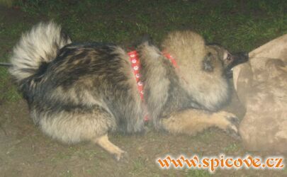 Hany - Hanýžka Liška od krbu