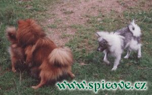 Hakime, co to té Kamejce děláš, padej od ní