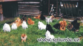 Čtyřnozí táborníci relaxují...