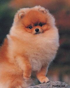 Pomeranian