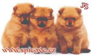 Tak tyhle tři holčičky jsou kvalitní všechny...