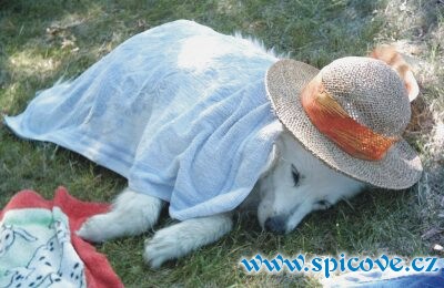 Finuška se chladí...