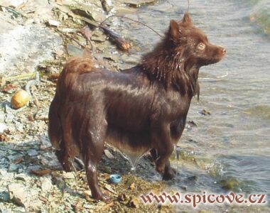 Janička na Plumlově