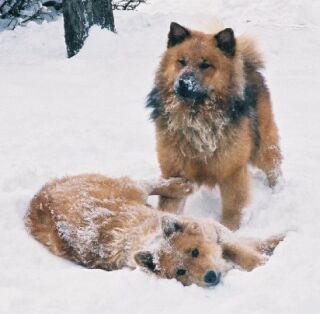 Pozor při sněhových hrátkách!