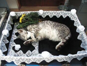 Lucinka je pripravena na poslední cestu