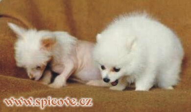 Co jsme si ukradli, to si taky sníme!