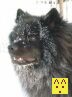 Aemir Black Re-Jan Moravia