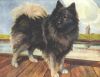 Nina Scott-Langley - Hutchinsons Book Of The Dog