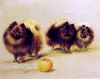 Maud Earl - Pomeranians with an apple - 1907