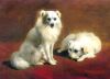 Henriette Roner Knip - Two spitz