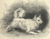 Kniha Animate Creation - 1898