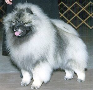 keeshond Ch. Keeshee's Keesbrook Smokin' Gun