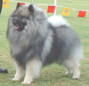 Keeshond Windrift's American Prodigy