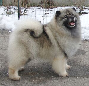 Keeshond