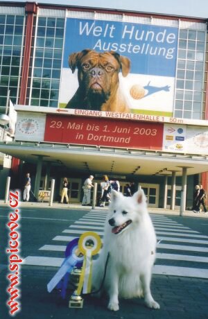 Velký bílý pes Carlos v. Seerosenweiher (Světový vítěz, BOB)