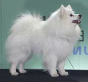 Malý bílý pes Enrico a.d. Norden (Světový vítěz, BOB)