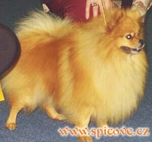 Malý oranžový pes Goldy Jewel van Villa Reposa (Světový vítěz, BOB)