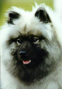 Keeshond