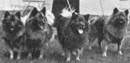Psi slečny J. G. van der Blom v Holandsku 1915