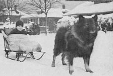 První importovaný pes v roce 1926 - Wachter Schwartz, nar. 1924