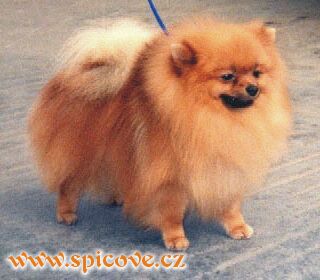 Piccolinni's Vincelow - německý pes z počátku 90. let