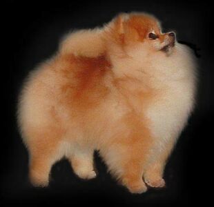 pomeranian