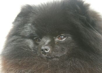 pomeranianka Soffie's Carmen