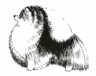 Pomeranian s příliš bohatým osrstěním se zdá být větší a delší než ve skutečnosti je. Přerušovaná čára naznačuje linii vhodnou pro střihovou úpravu psa.