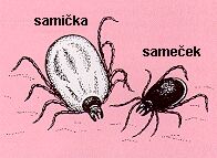 Srovnání velikostí samičky a samečka