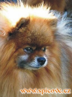 Staré pejsky trápí všelijaké bolístky