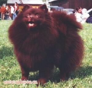 Simma z Blatovského údolí