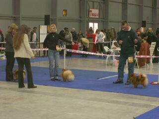 Misha Kaveta Bohemia (CAJC), Rose z Temných nocí (BOB), Sunny Range's Daisy Delight (CACIB)