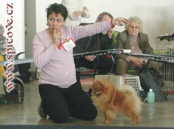 Magic Mozart of Little Gangsters Paradise (CACIB)