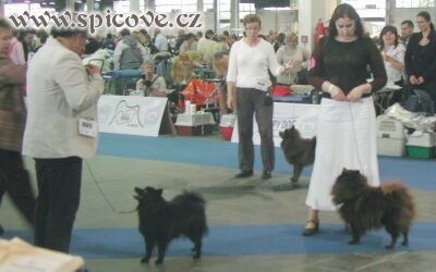 EV Champex's Olivia Night Dancer , EV + BOB Ego Sum Excessus a EVM Caoilta Galaxy