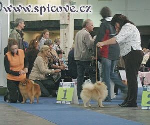 CACIB None Such Final Attraction a RCACIB Rafi v. Zwergen Konigin