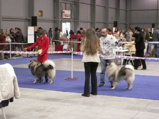 Vlčí Chazar Šumbarský pramen (CAJC) a Coctail Crufts of Bloom White (V2)