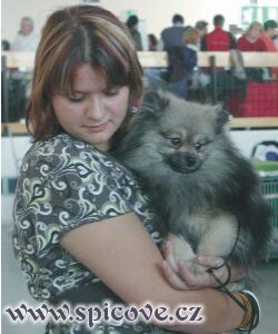 Tiny Pom's Exotic Grey Echo